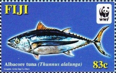 Albacore Tuna (Thunnus alalunga)