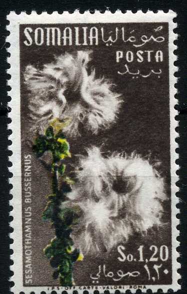 Sesamothamnus busseanus