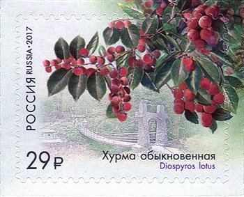 Persimmon Common