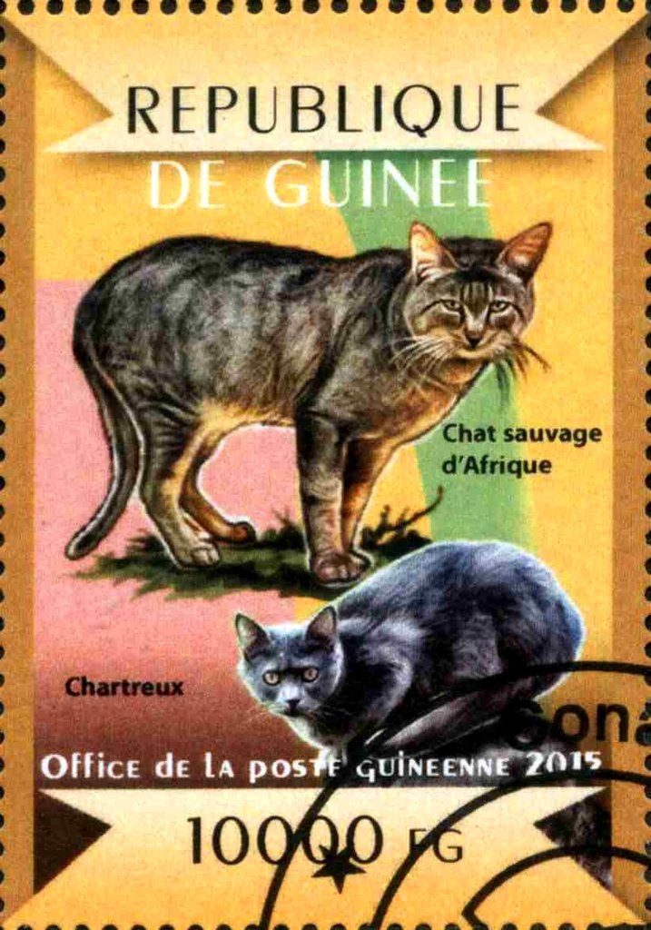 Chartreux (Felis silvestris catus), African Wildcat (Felis s