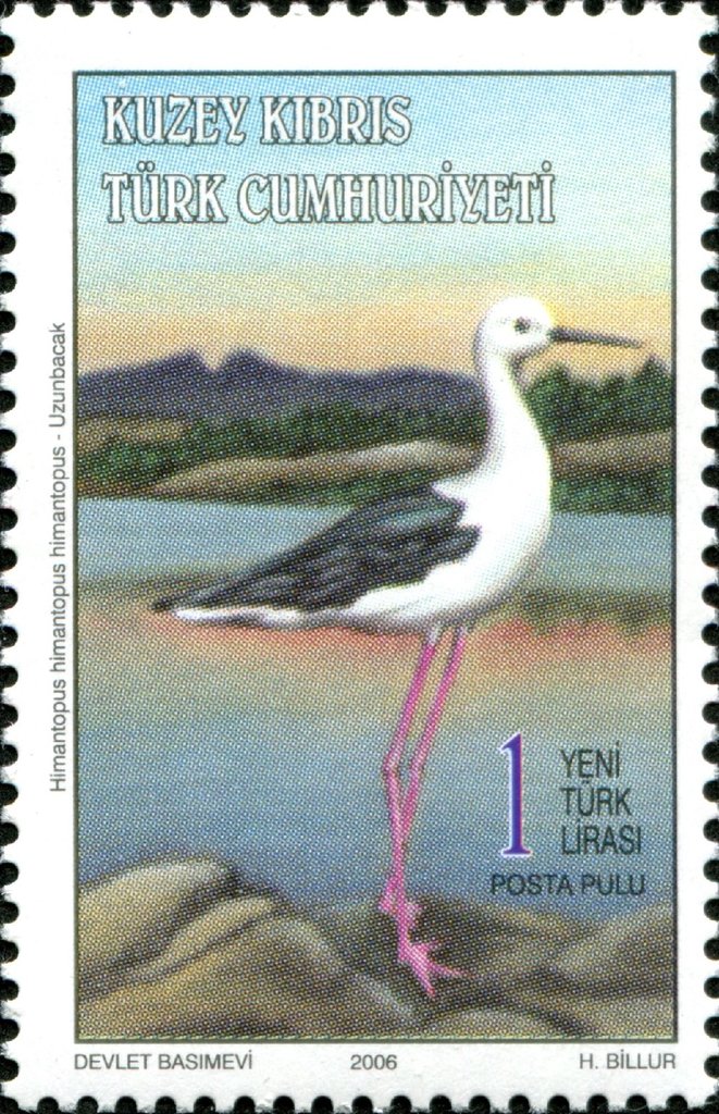 Black-winged stilt (Himantopus himantopus himantopus)