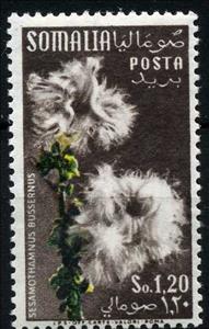 Stamp, Sesamothamnus busseanus, Italian colonies, territories and occupations,  