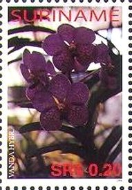 Vanda hybrid