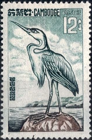 Grey Heron (Ardea cinerea)
