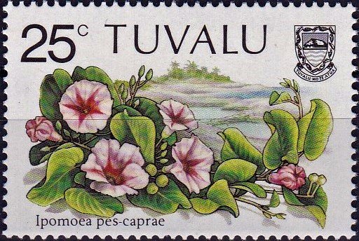 Ipomoea pes-caprae