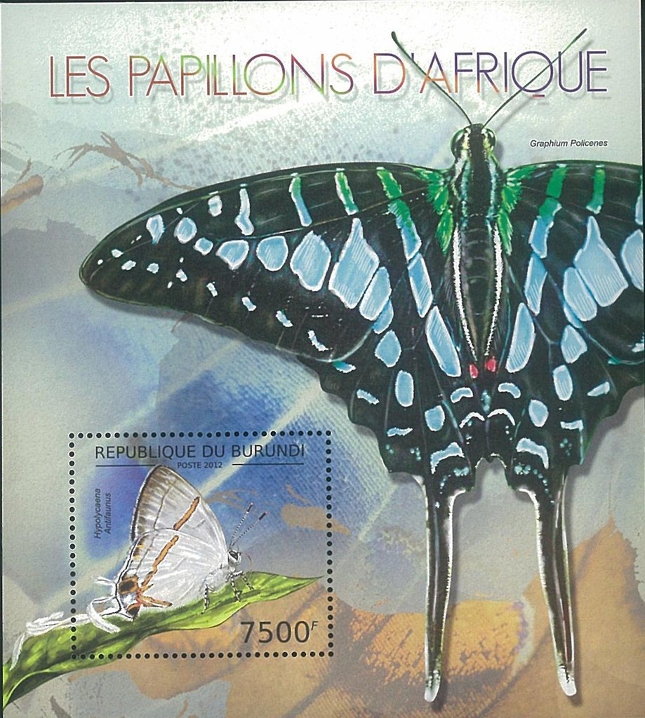 Hypoycaena Antifaunus