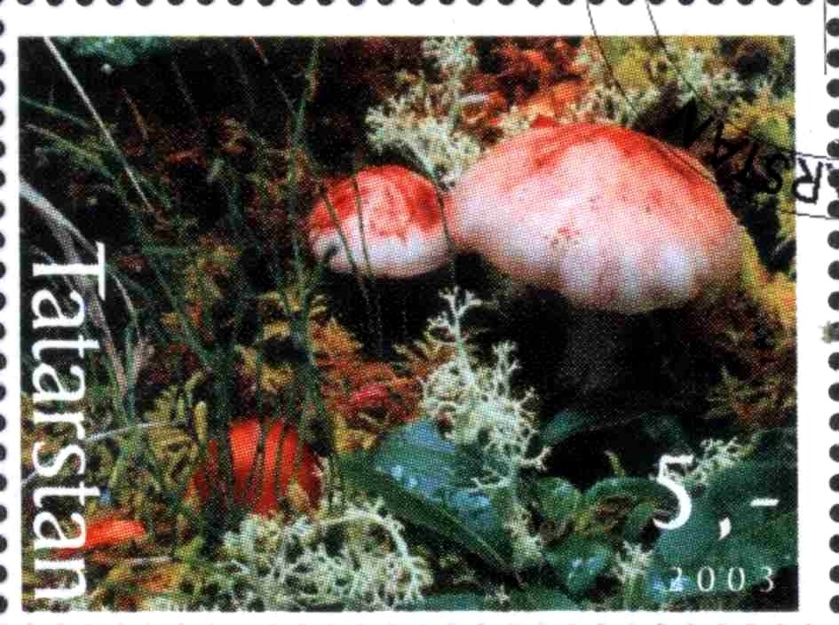Mushrooms