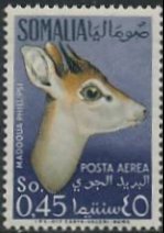 Phillips's Dikdik (Madoqua phillipsi)