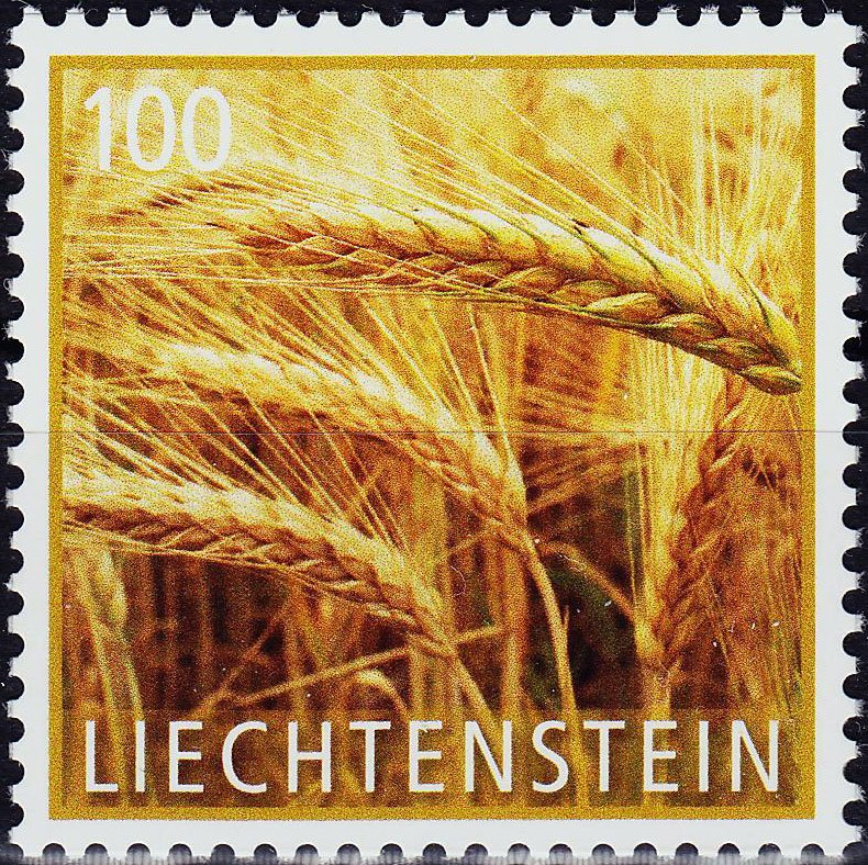 Barley (Hordeum vulgare)