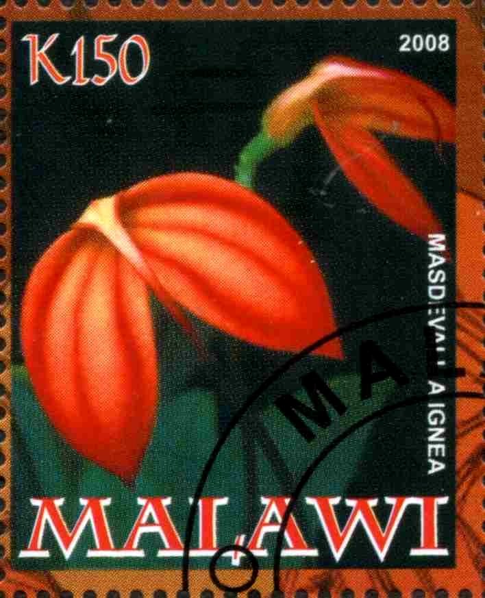 Masdevali Augnea