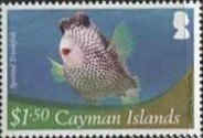 Spotted Trunkfish (Lactophrys bicaudalis)