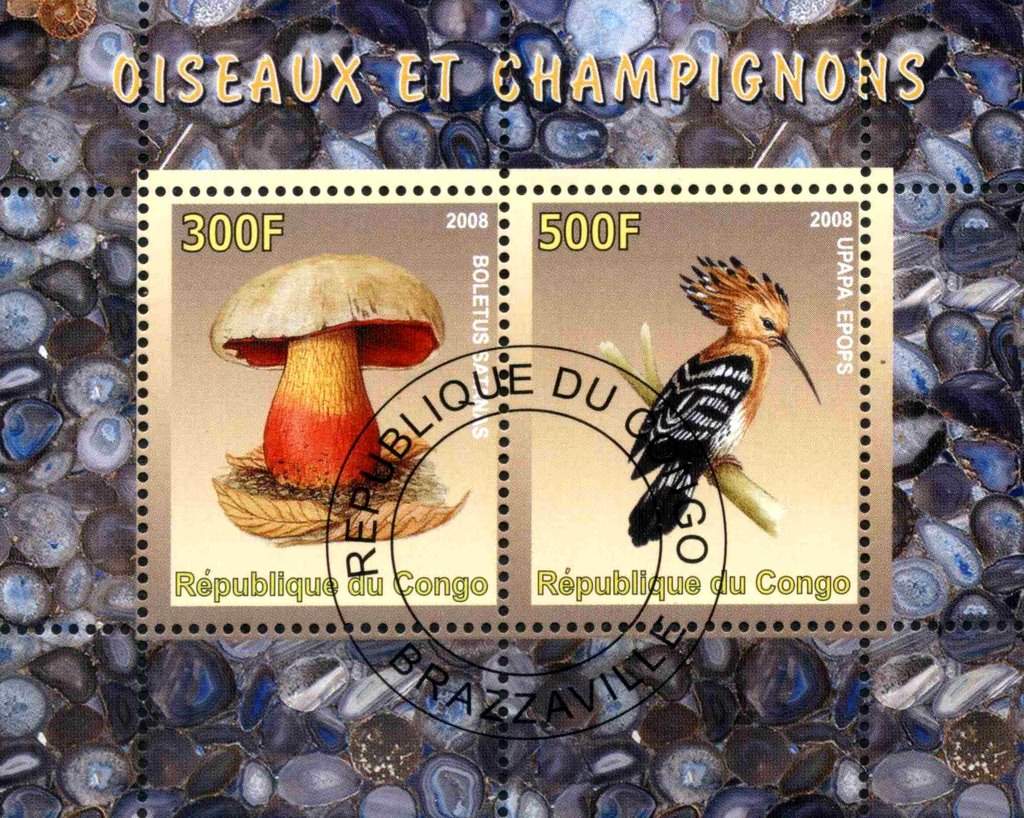 Oiseaux et Champignons