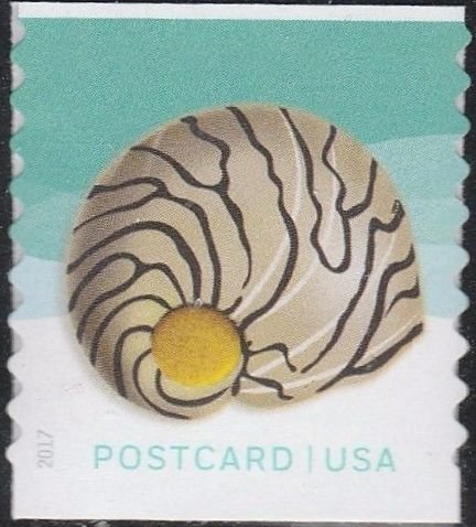 Zebra nerite seashell - coil