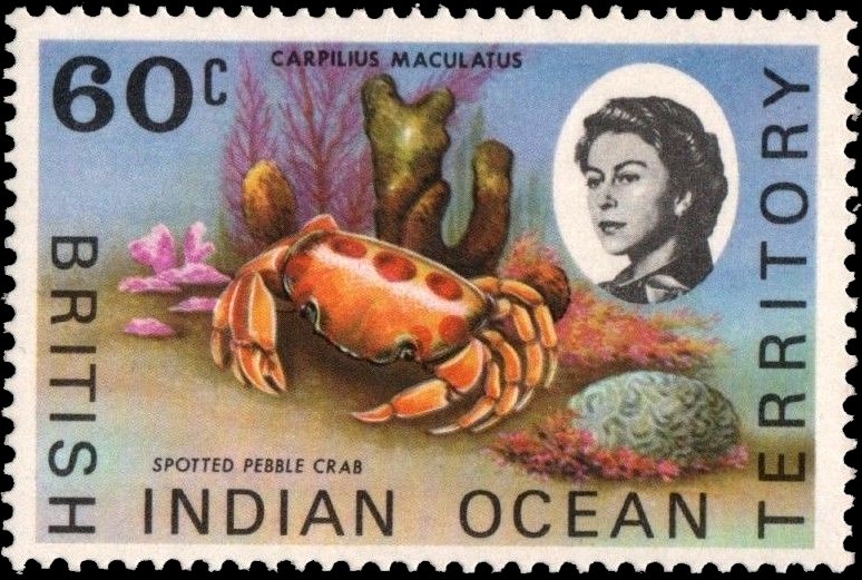 Spotted Pebble Crab