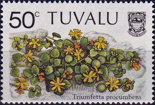 Triumfetta procumbens