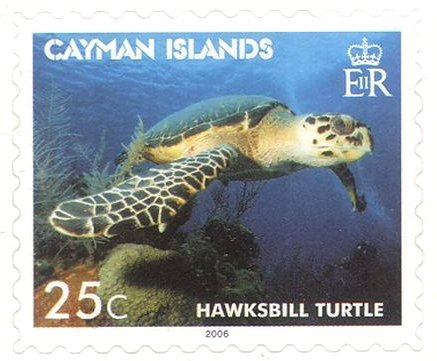 Hawksbill Turtle (Eretmochelys imbricata)