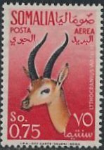 Gerenuk (Lithocranius walleri)
