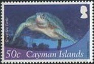 Green Sea Turtle (Chelonia mydas)