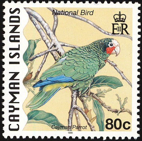 Cuban Amazon, Cayman Parrot (Amazona leucocephala) 