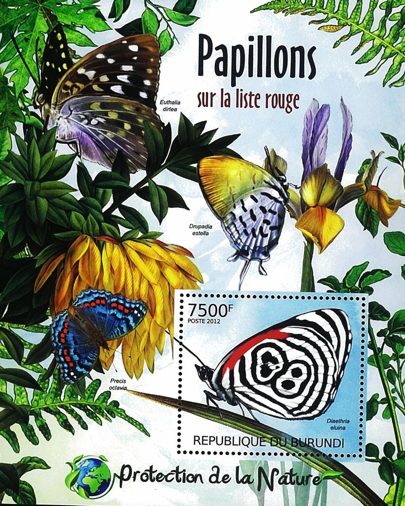 Diaethria Eluina