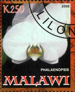 Stamp, Phalaenopsis, Cinderellas,  , Orchids