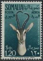 Soemmering's Gazelle (Gazella soemmeringi)
