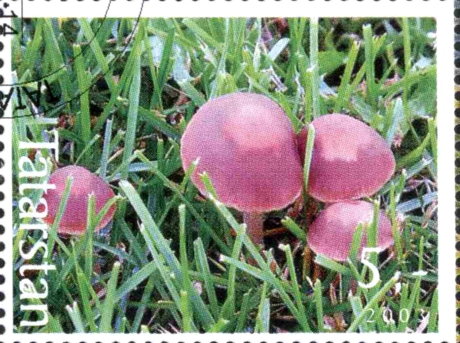 Mushrooms