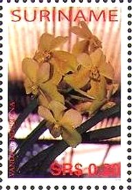 Vanda sanderiana