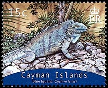 Blue Iguana (Cyclura nubila lewisi) 