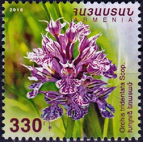 Orchis tridentata
