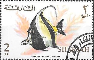 Moorish Idol (Zanclus cornutus)