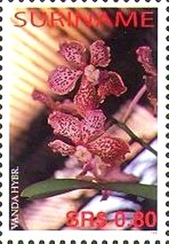 Vanda hybrid3