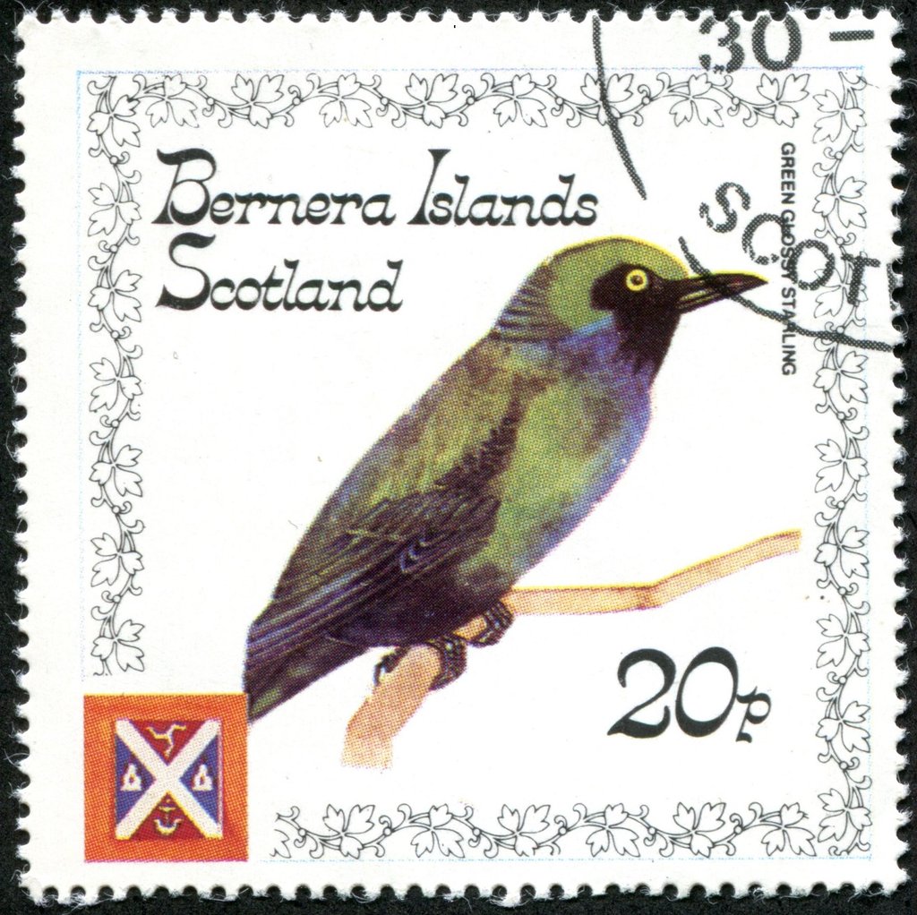 Emerald Starling (Lamprotornis iris)