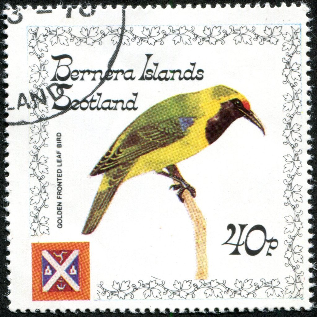 Golden Fronted Leafbird (Chloropsis aurifrons)