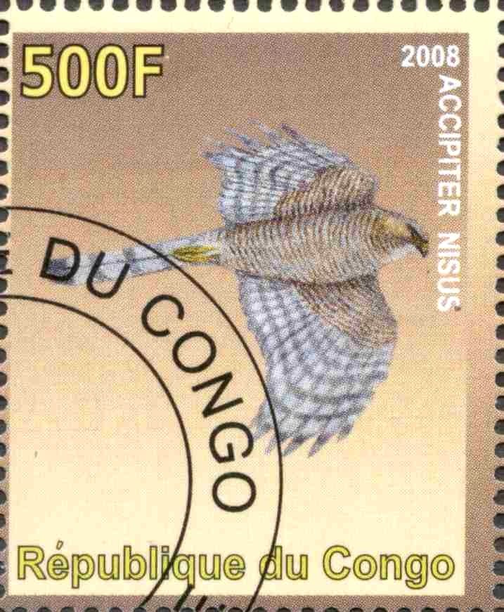 Accipiter Nisus