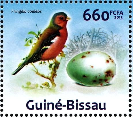 Common Chaffinch (Fringilla coelebs)
