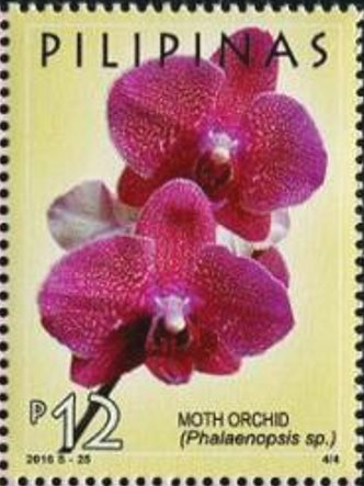 Moth Orchid (Phalaenopsis sp.)