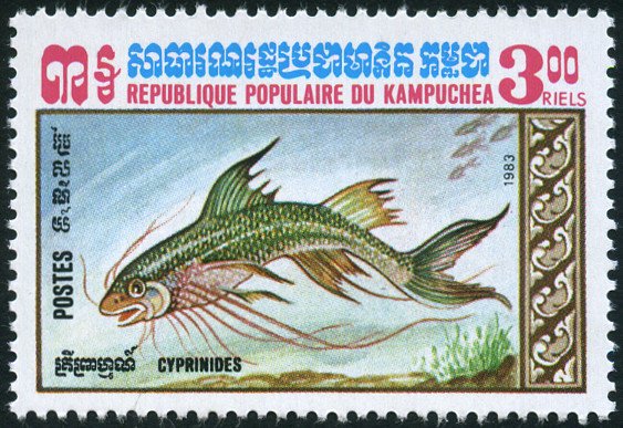 Carp (Cyprinus sp.)