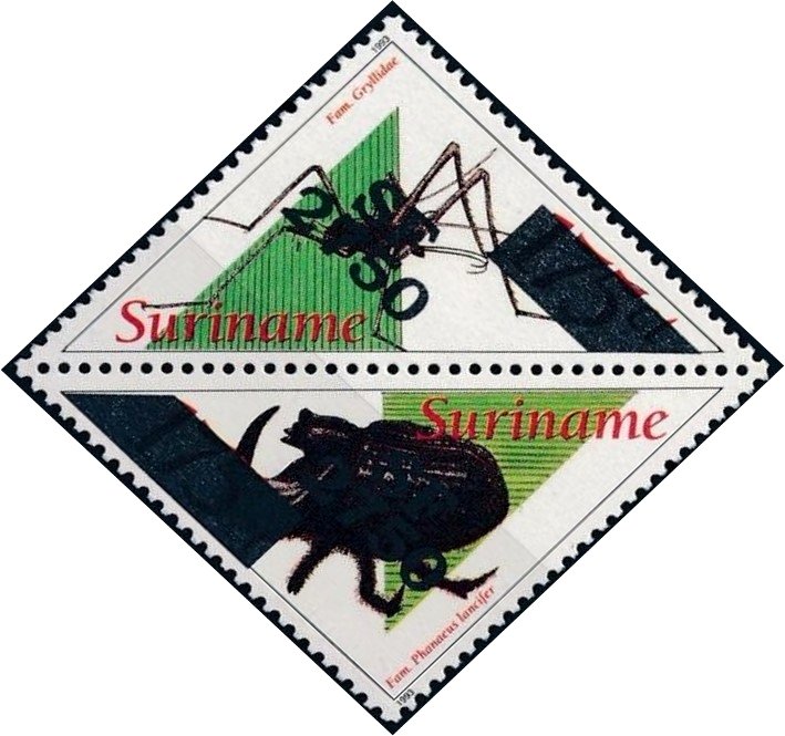 Gryllidae & Phanaeus lancifer (Overprinted)