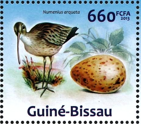 Eurasian Curlew (Numenius arquata)