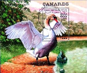Souvenir Sheet, Cygnus olor, Cinderellas,  , Birds
