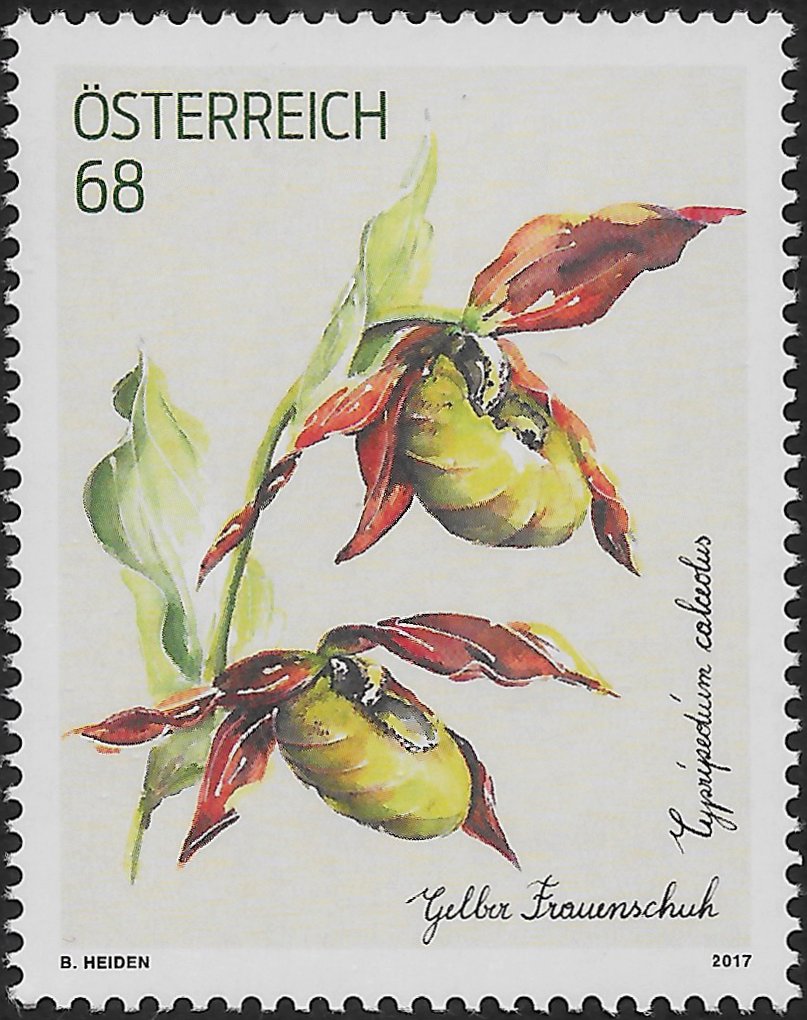 Cypripedium calceolus (Lady's Slipper)