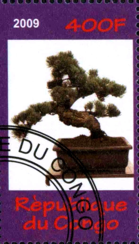 Bonsai