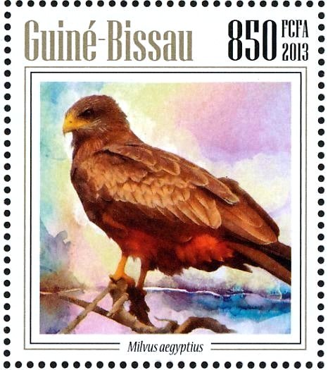 Yellow-billed Kite (Milvus aegyptius)