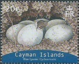 Blue Iguana (Cyclura nubila lewisi)
