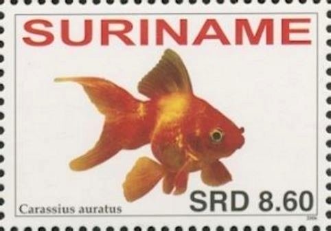 Carassius auratus auratus