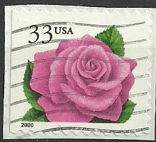 Coral Pink Rose