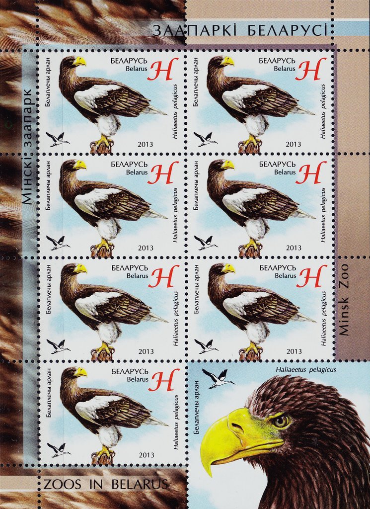 Steller’s Sea-eagle (Haliaeetus pelagicus)