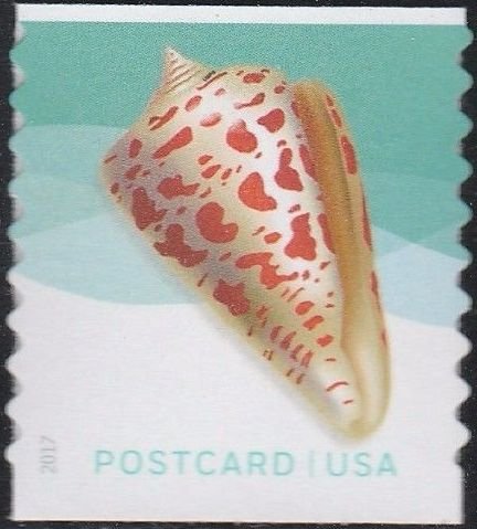 Alphabet cone seashell - coil