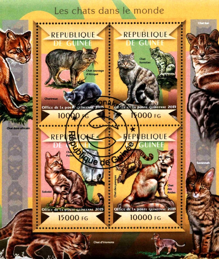 Cats